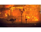 Gần NỬA TỈ sinh vật bị thiêu rụi, 1/3 số gấu koala chết cháy: Úc đang trải qua trận cháy rừng 